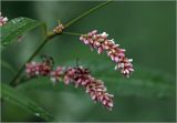 Persicaria lapathifolia. Соцветие (на заднем плане соцветие с питающимися щавельными клопами). Московская обл., Раменский р-н, окр. дер. Хрипань, садовый участок. 22.07.2024.