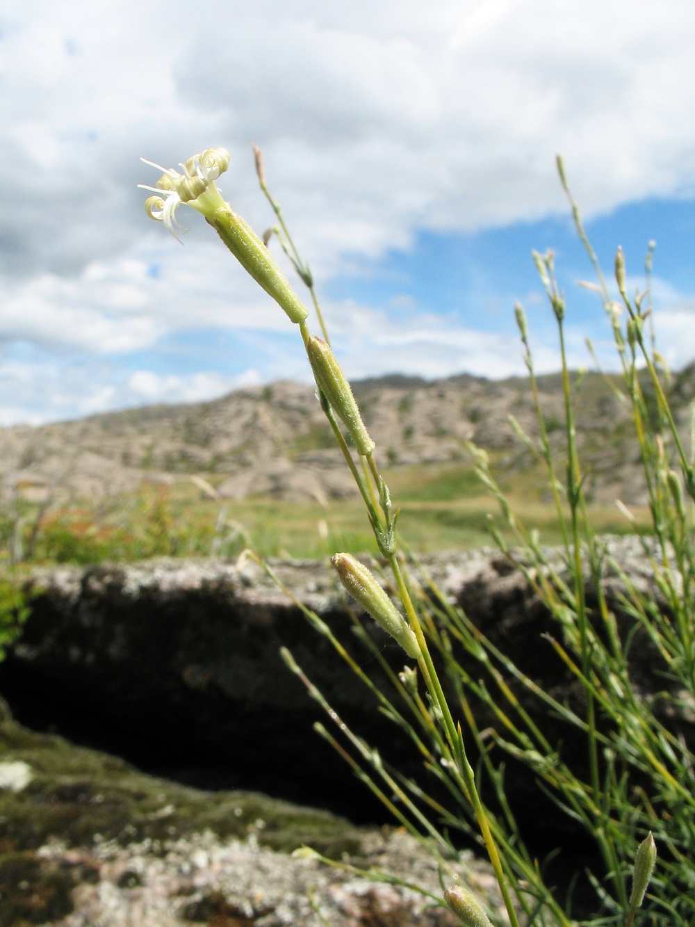 Image of Silene altaica specimen.