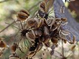 Angelica cincta