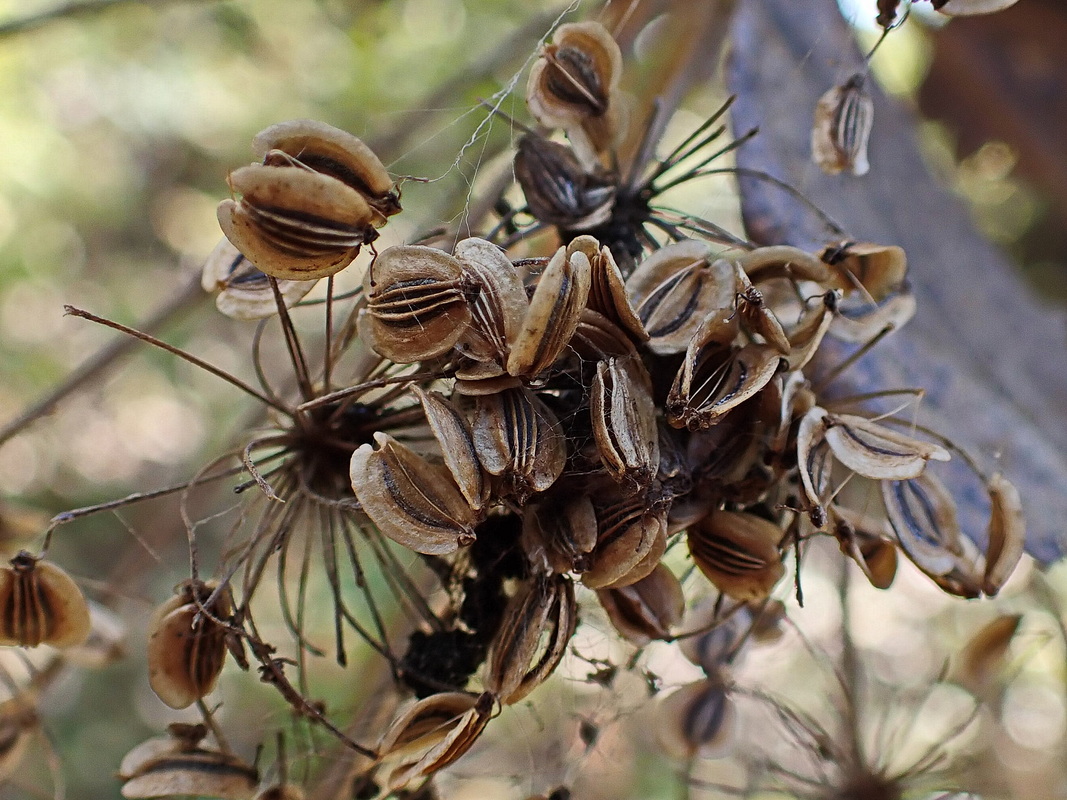 Image of Angelica cincta specimen.