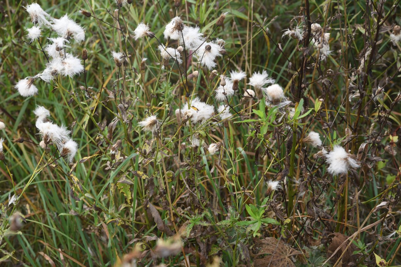 Image of Cirsium arvense specimen.