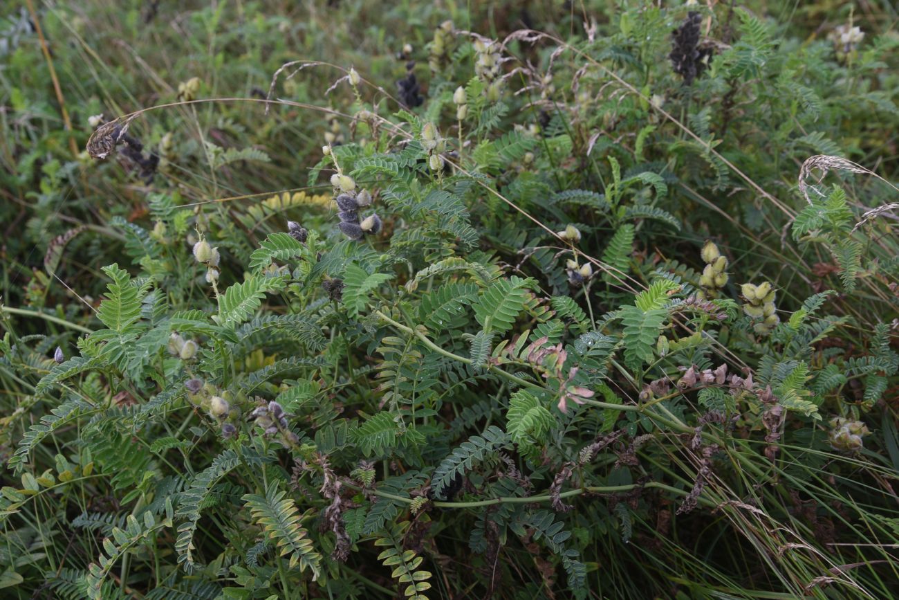 Image of Astragalus cicer specimen.