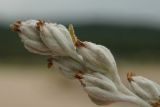 Artemisia stelleriana