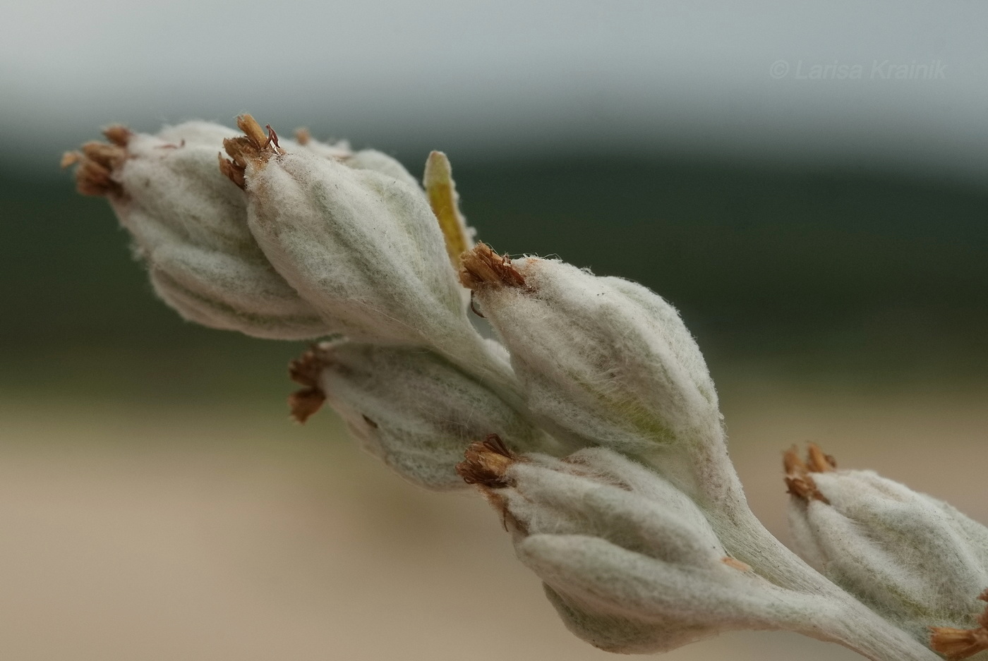 Image of Artemisia stelleriana specimen.