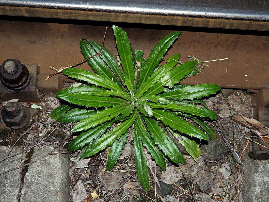 Image of Carlina biebersteinii specimen.