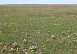 Pedicularis dasystachys