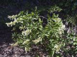 Hydrangea paniculata