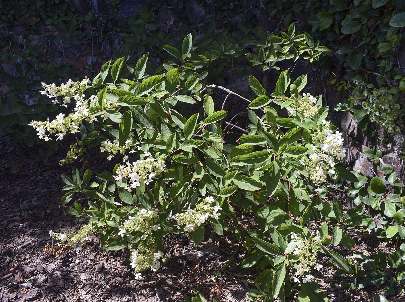 Image of Hydrangea paniculata specimen.