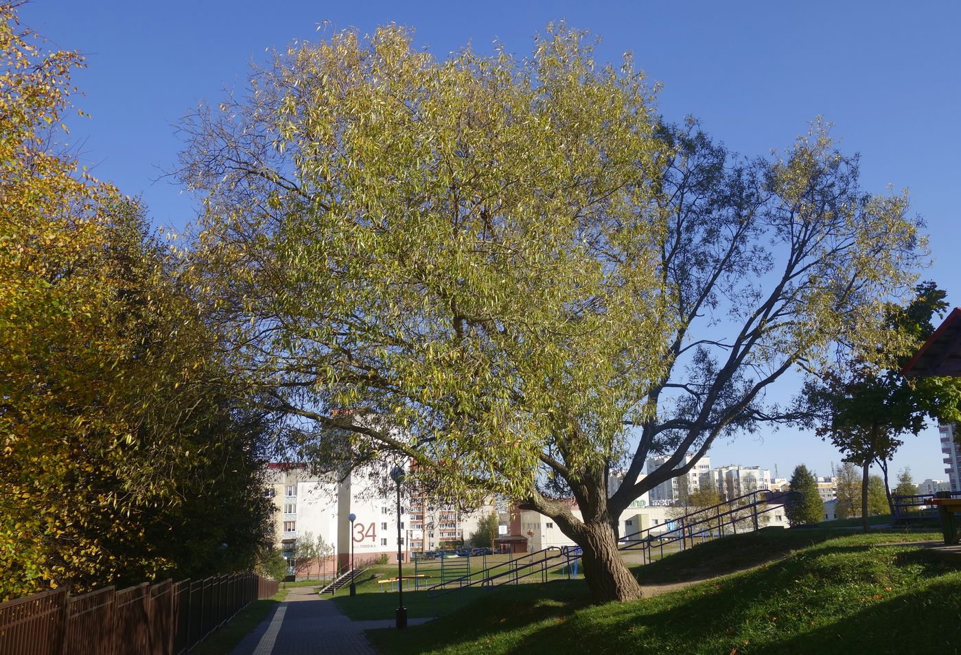 Image of Salix euxina specimen.