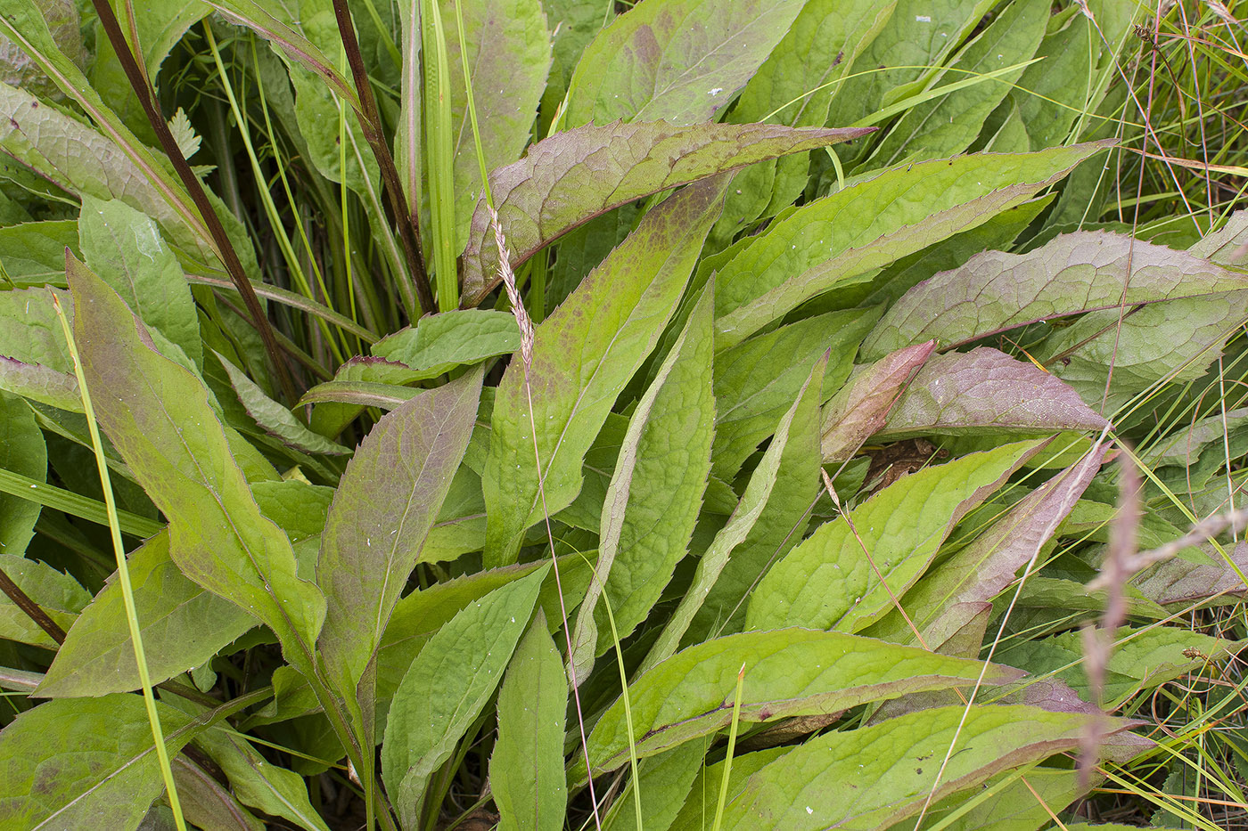 Изображение особи Solidago virgaurea ssp. dahurica.