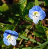 Veronica persica