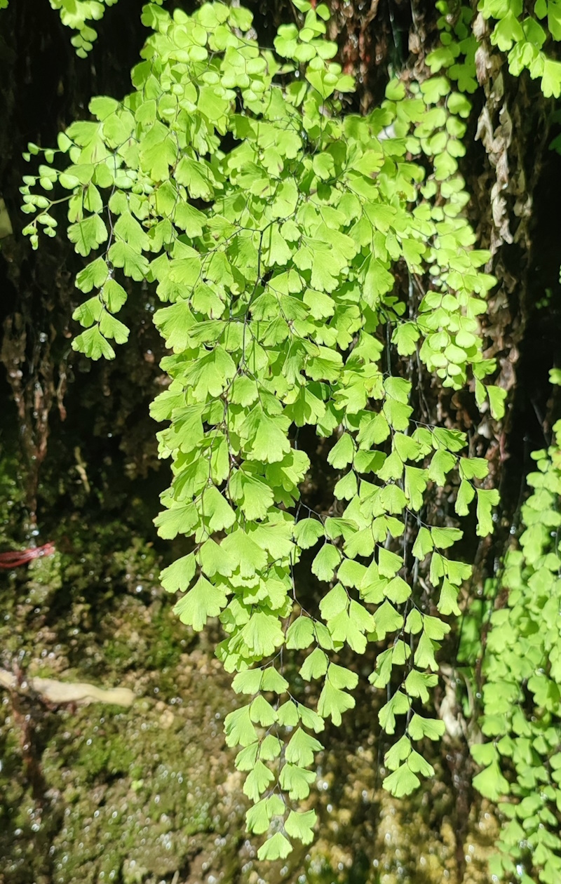 Image of Adiantum capillus-veneris specimen.
