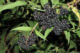 Смотреть изображение Sambucus ebulus