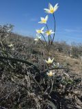 Tulipa buhseana. Цветущее растение. Казахстан, Туркестанская обл., Сузакский р-н, окр. пос. Кызымшек (Степной), Западная Бетпак-Дала, в боялычевой ассоциации. 3 апреля 2025 г.