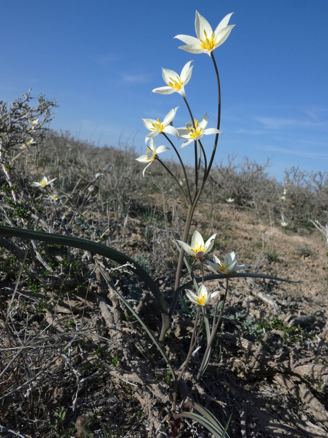 Image of Tulipa buhseana specimen.