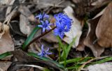 Scilla bifolia. Верхушка цветущего растения. Краснодарский край, Сочи, Хостинский р-н, гора Ахун, широколиственный лес. 14.03.2025.