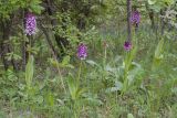Смотреть изображение Orchis purpurea подвид caucasica