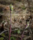 Смотреть изображение Lathyrus vernus