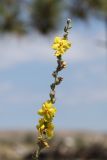 Смотреть изображение род Verbascum