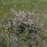 View full-size image Atraphaxis replicata