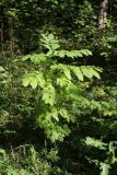 View full-size image Fraxinus excelsior
