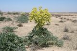 Ferula foetida