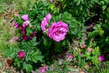 View full-size image Rosa rugosa