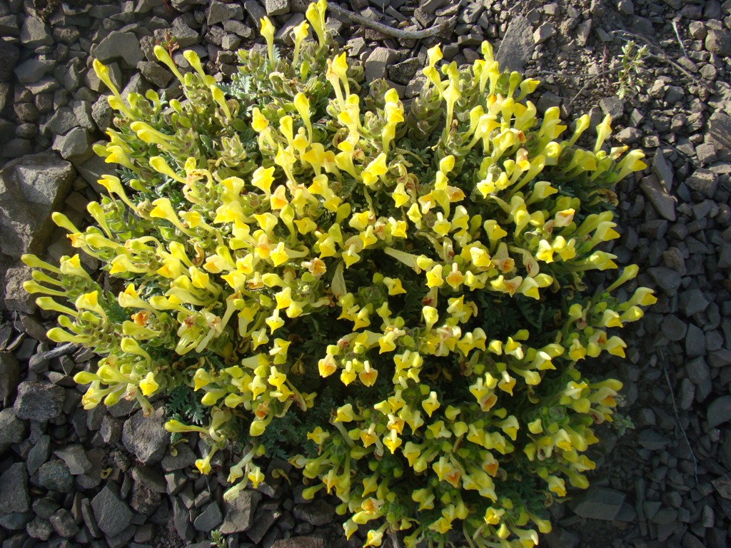 Image of Scutellaria grossheimiana specimen.