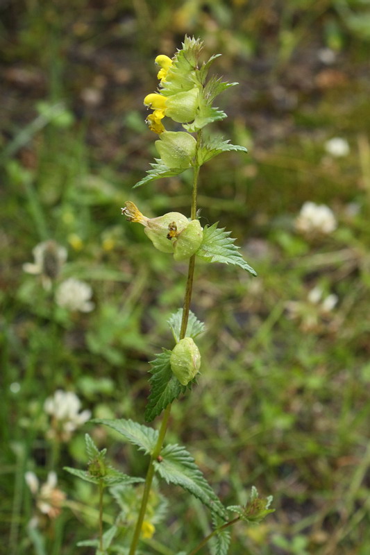 Изображение особи Rhinanthus groenlandicus.