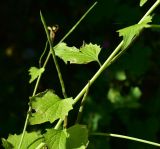 View full-size image Alliaria petiolata