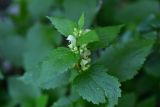 View full-size image Lamium album