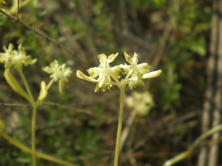 Изображение особи Valerianella carinata.