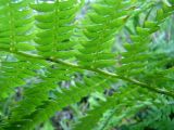 Pteridium aquilinum