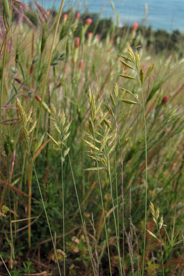 Изображение особи Festuca callieri.