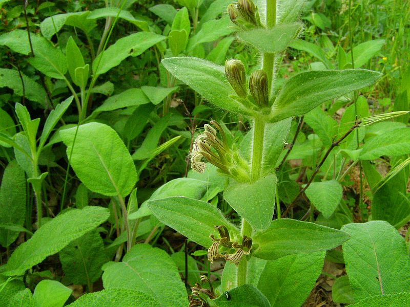 Image of Ajuga laxmannii specimen.