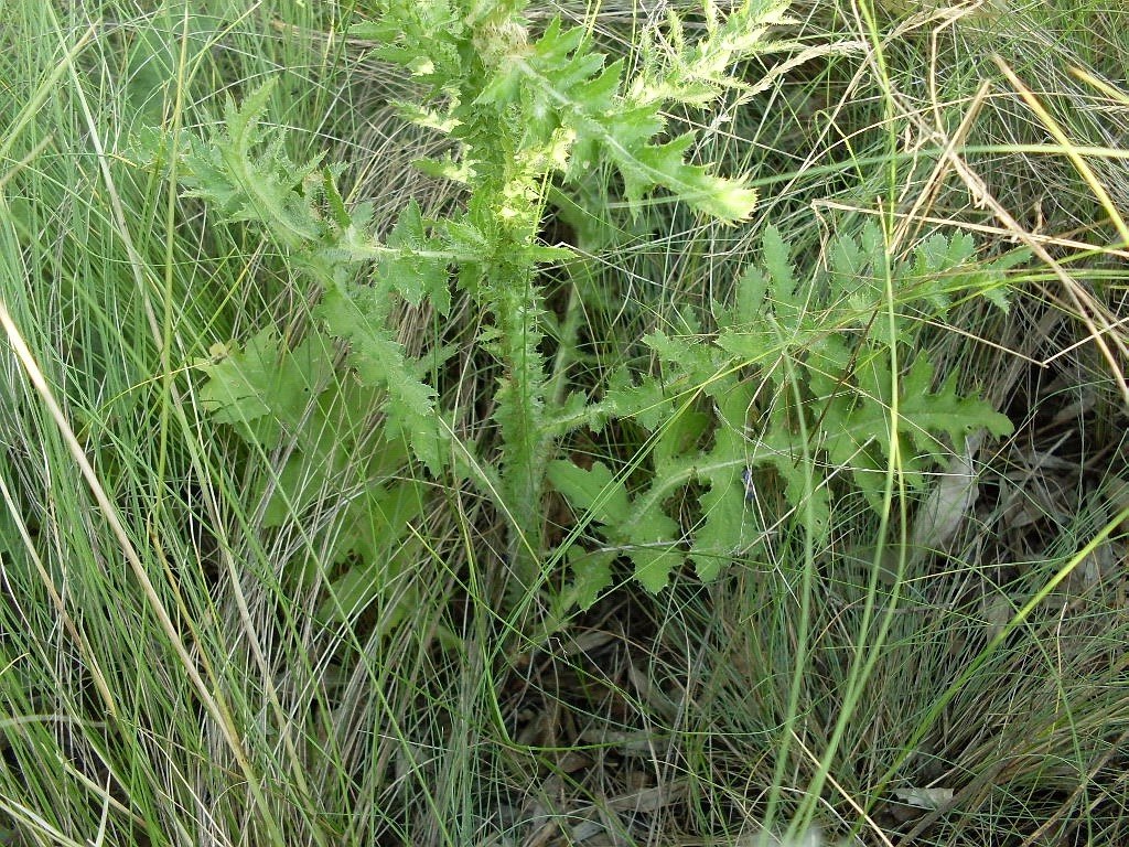 Image of genus Carduus specimen.