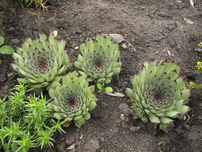 Изображение особи род Sempervivum.