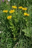 Inula grandiflora. Цветущее растение на горном склоне. Республика Карачаево-Черкесия, Домбай, верховья долины р. Алибек, 2000 м н.у.м. 09.07.2011.