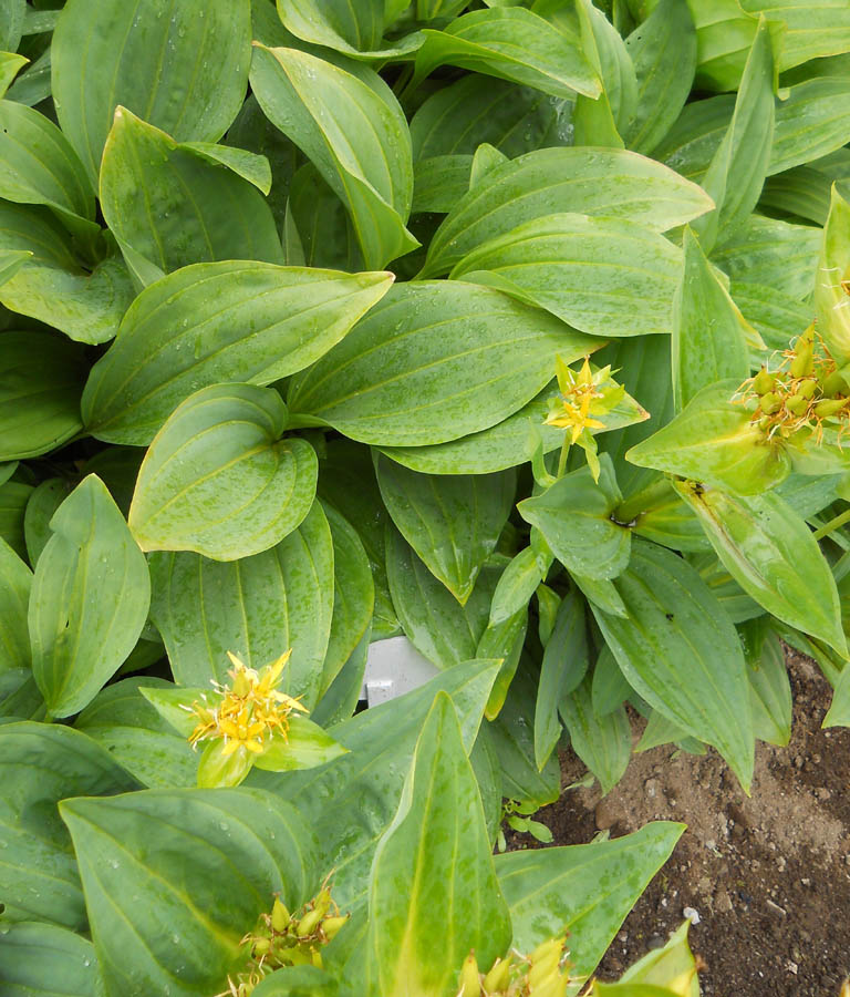 Изображение особи Gentiana lutea.