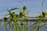 Cyperus michelianus. Верхушки побегов с соцветиями. Астраханская обл., Наримановский р-н, в истоке рук. Бузан. 28.08.2011.