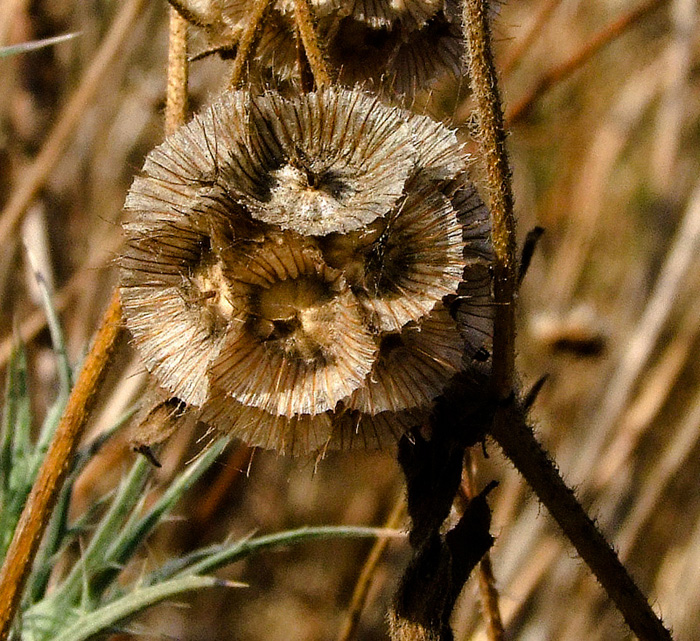 Image of Lomelosia prolifera specimen.