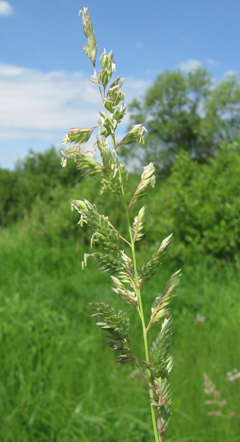 Image of Phalaroides arundinacea specimen.