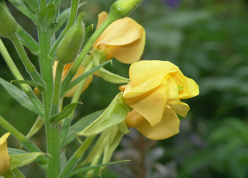 Изображение особи Oenothera biennis.