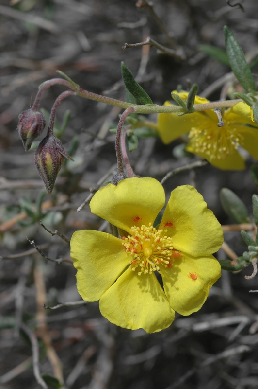 Изображение особи Helianthemum songaricum.