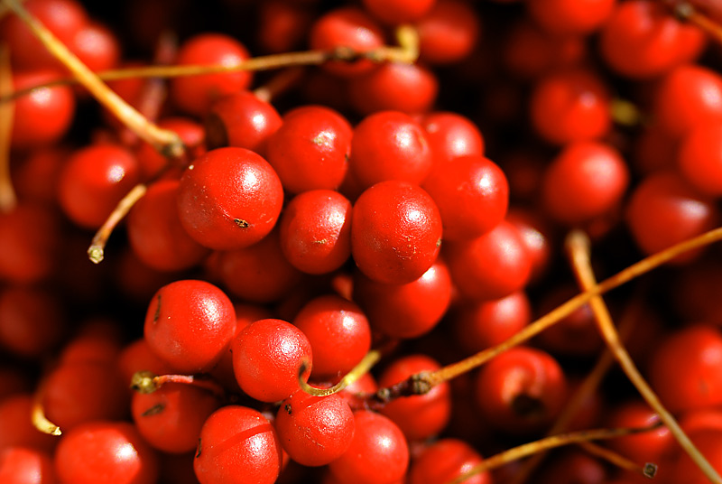 Image of Schisandra chinensis specimen.