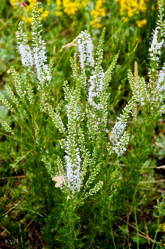 Image of Veronica pinnata specimen.