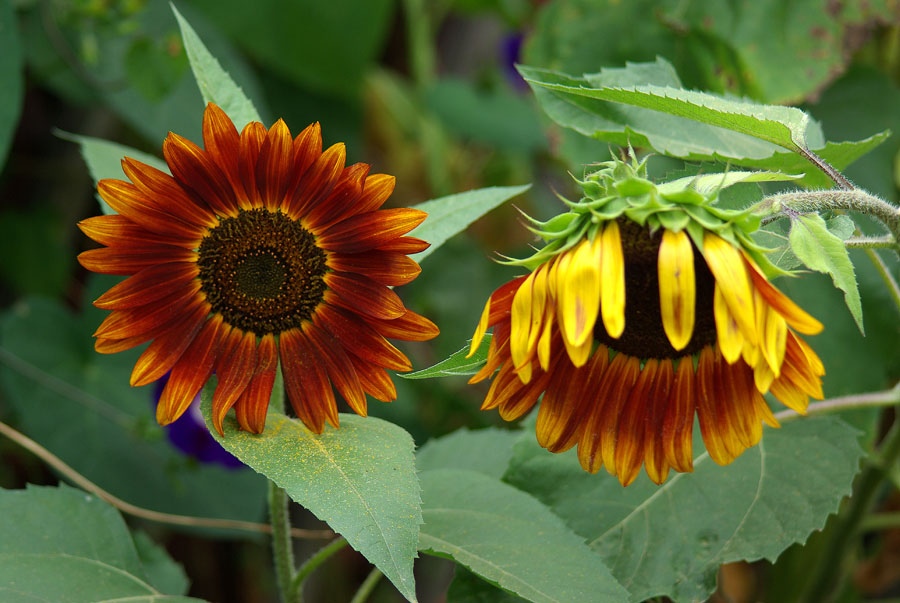 Image of Helianthus annuus specimen.