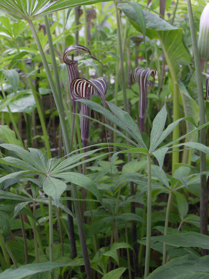 Изображение особи Arisaema ciliatum.