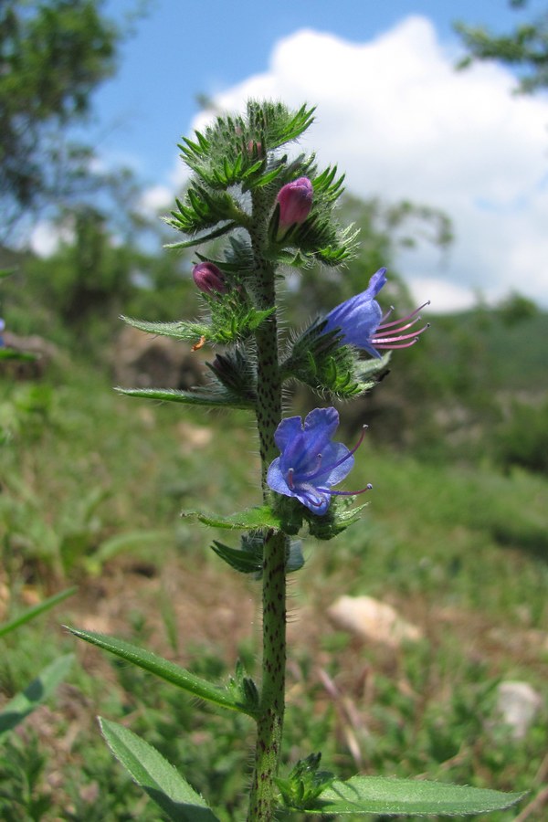 Изображение особи Echium vulgare.