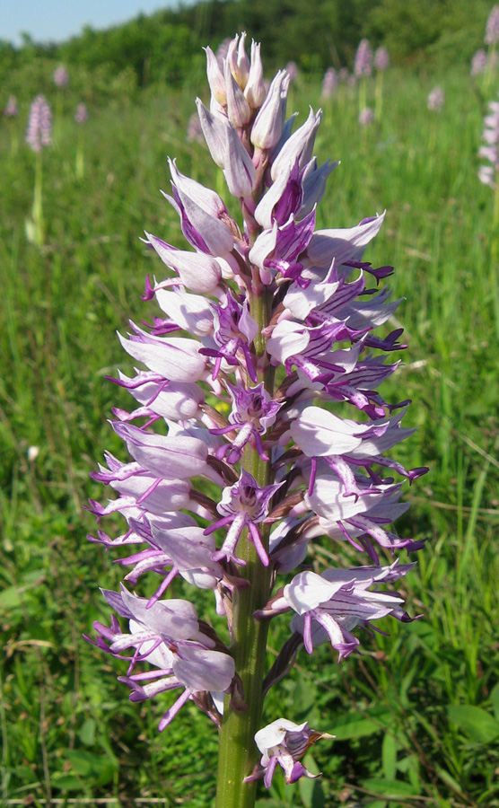 Image of Orchis militaris ssp. stevenii specimen.